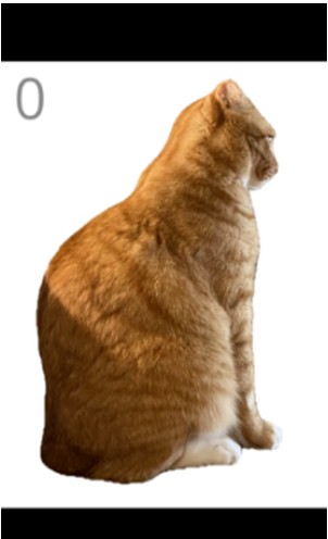 给猫梳毛