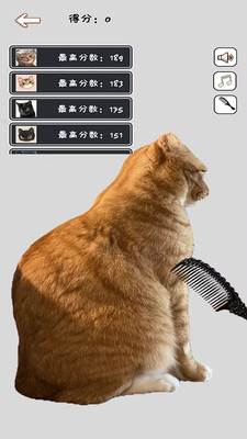 给猫咪梳毛