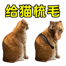 给猫咪梳毛